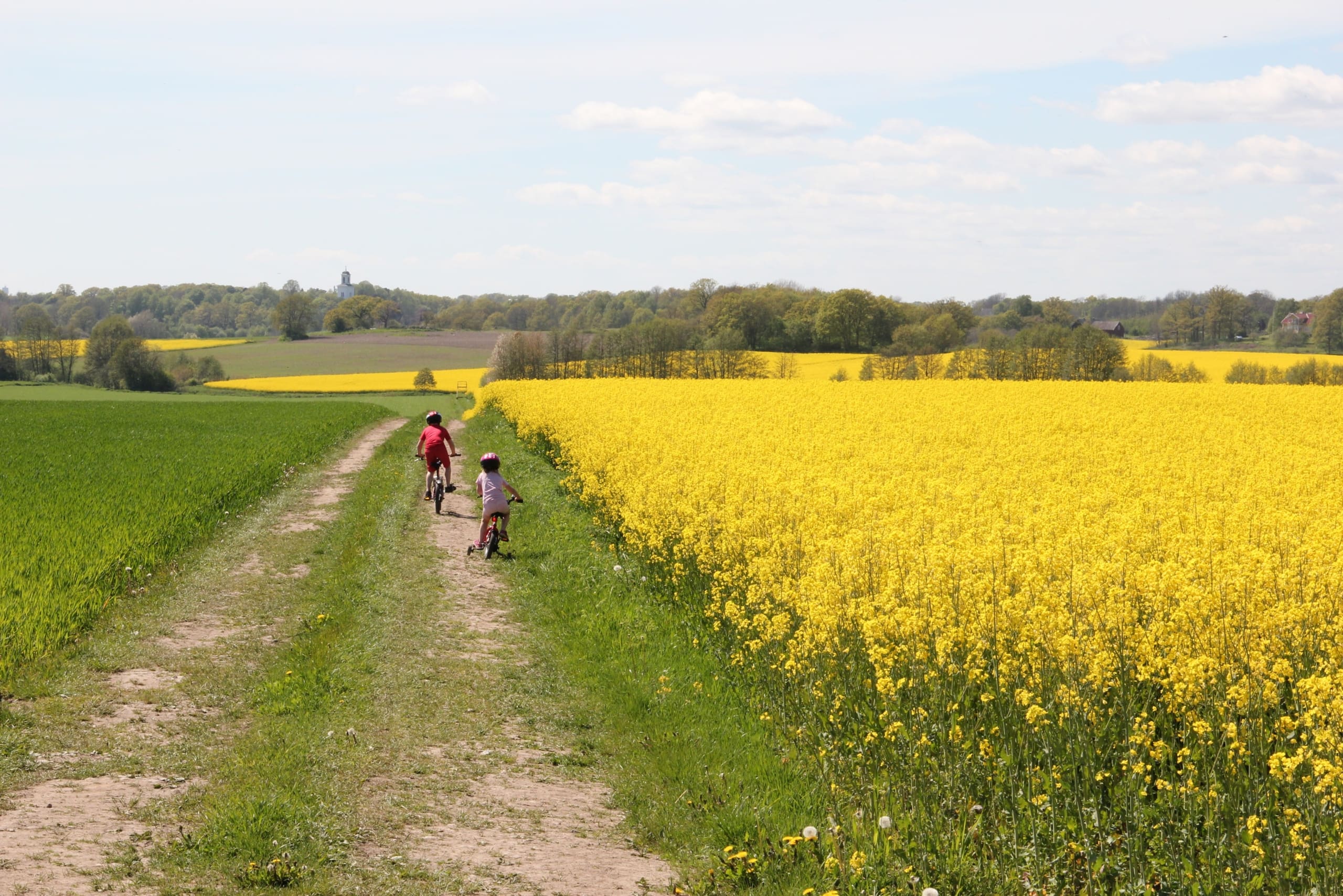 Två barn cyklar på en väg mellan två fält, ett gult rapsfält och ett grönt fält