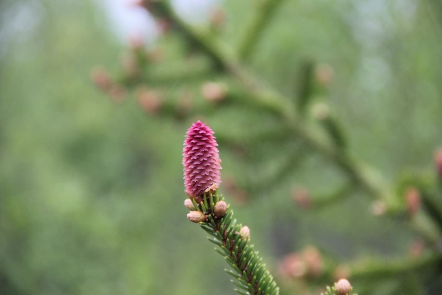 En liten rosa knopp från ett barrträd