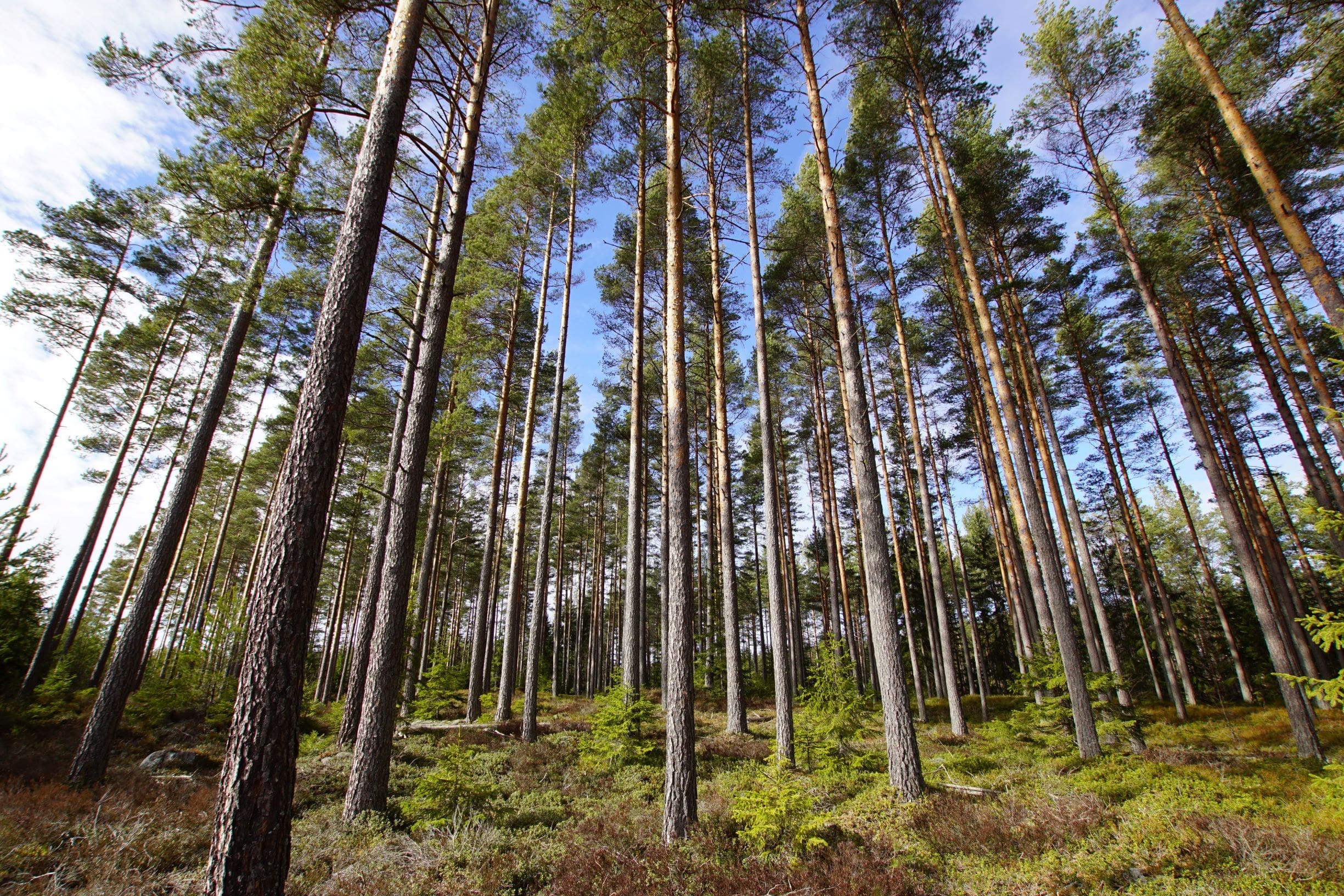 Tallskog